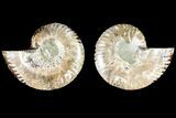 Agatized Ammonite Fossil - Madagascar #145964-1